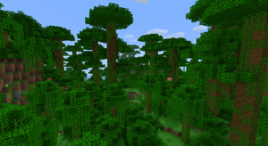 Selva